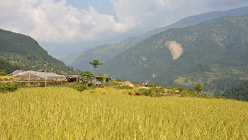 Reisfelder rund um Muchchok